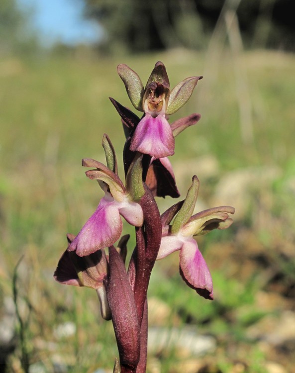 Anacamptis collina